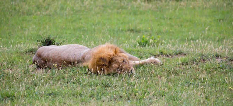 One big lion lies in the grass in the savanna of Kenya