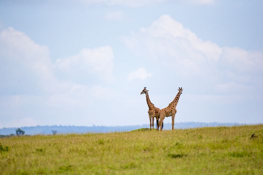A giraffes run through the grass landscape in Kenya