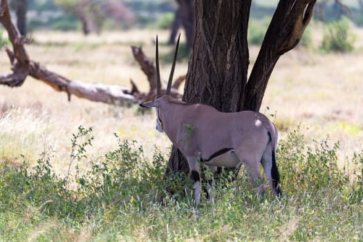 The Oryx family stands in the pasture surrounded by green grass and shrubs