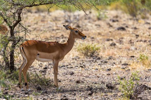 The Grant Gazelle grazes in the vastness of the Kenyan savannah