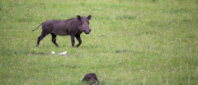 Some Warthogs are grazing in the savannah of Kenya