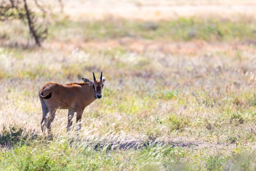 An antelope in the middle of the savannah of Kenya