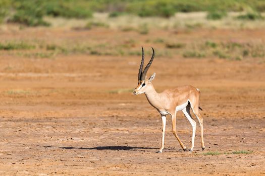 A Grant Gazelle in the savannah of Kenya