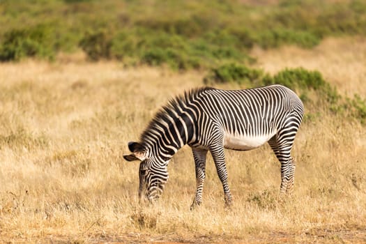 The Grevy Zebra is grazing in the countryside of Samburu in Kenya