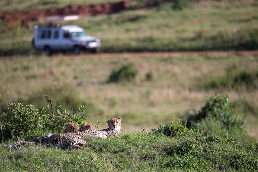 The cheetah mother with two children in the Kenyan savannah