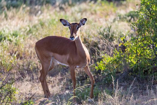 The portrait of an Impala antelope in the savannah of Kenya