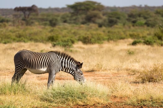 The Grevy Zebra is grazing in the countryside of Samburu in Kenya