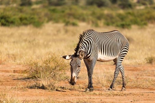 The Grevy Zebra is grazing in the countryside of Samburu in Kenya