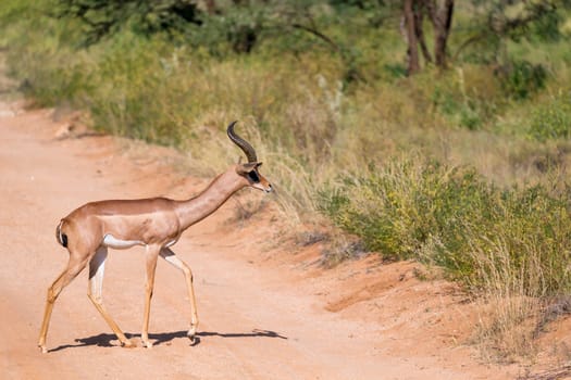 An antelope in the middle of the savannah of Kenya