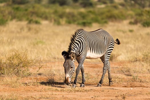 The Grevy Zebra is grazing in the countryside of Samburu in Kenya