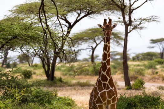 The closeup of a giraffe with many plants in the background