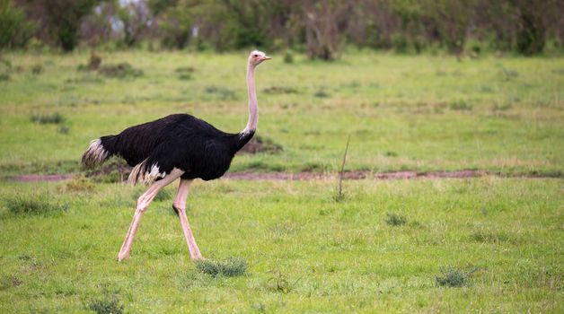 One male Ostrich bird runs through the grass landscape from the savannah in Kenya