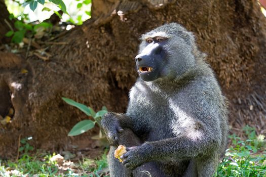 One baboon has found a fruit and eats it