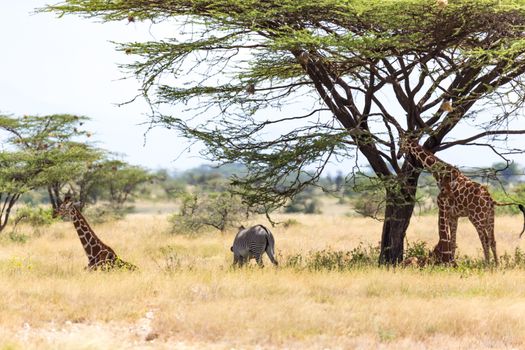 The Giraffes and a gravy zebra under the crown of a shady tree