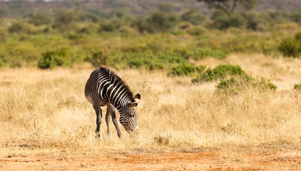 The Grevy Zebra is grazing in the countryside of Samburu in Kenya