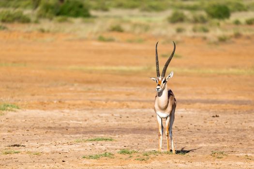 One Grant Gazelle stands in the middle of the grassy landscape of Kenya