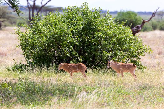 The Oryx family in the grassland of the Kenyan Savannah