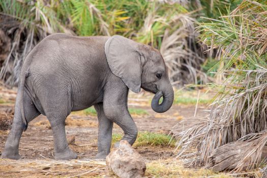 a small elephant is walking, on safari in Kenya