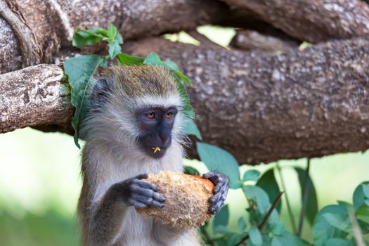 One Vervet monkey has found a fruit and eats it