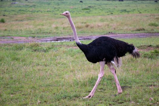 One male Ostrich bird runs through the grass landscape from the savannah in Kenya