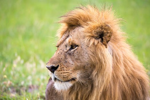 The close-up of the face of a lion in the savannah of Kenya