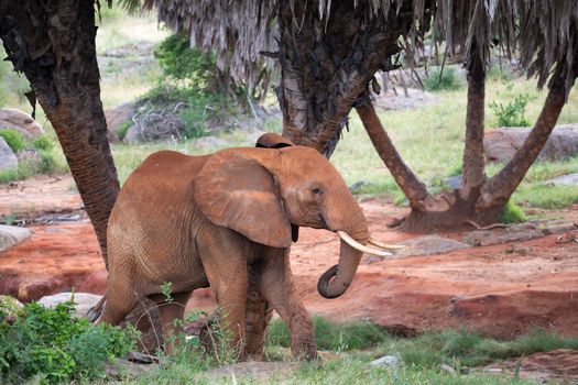 The red elephant walks among the palm trees and trees