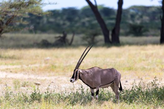 The Oryx family stands in the pasture surrounded by green grass and shrubs