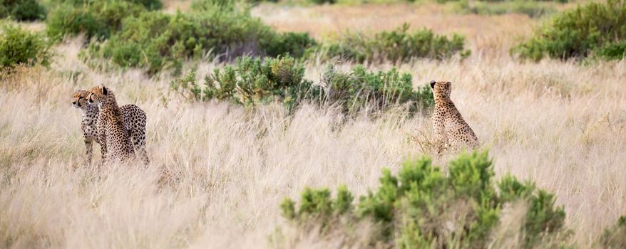 The cheetahs are running in the savannah in the tall grass