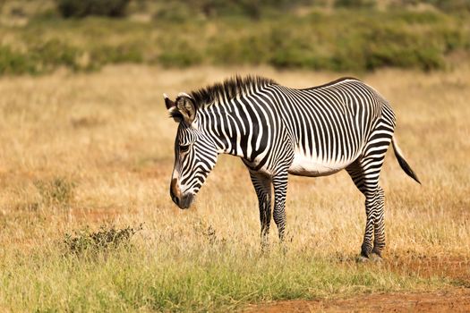 The Grevy Zebra is grazing in the countryside of Samburu in Kenya