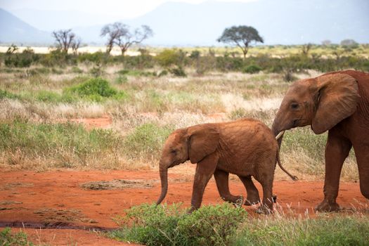 The family of red elephants on their trek through the savanna