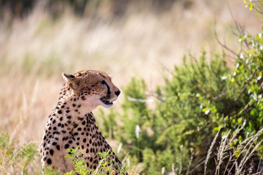 One cheetah in the grass landscape between the bushes