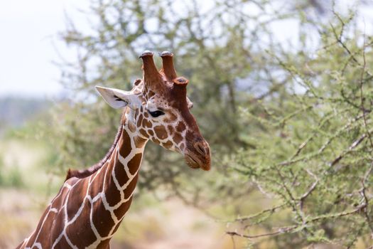 The closeup of a giraffe with many plants in the background