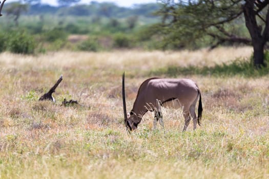 The Oryx family stands in the pasture surrounded by green grass and shrubs