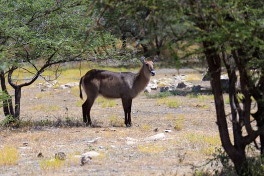 An antelope in the middle of the savannah of Kenya