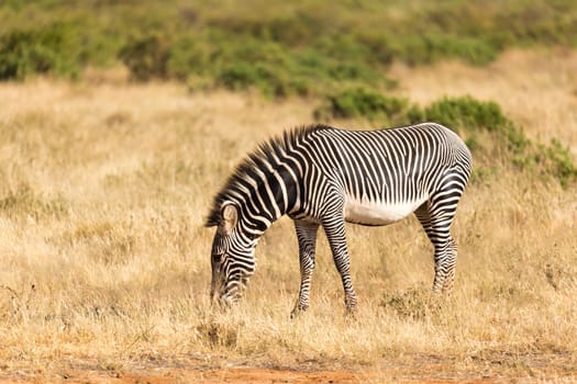 The Grevy Zebra is grazing in the countryside of Samburu in Kenya