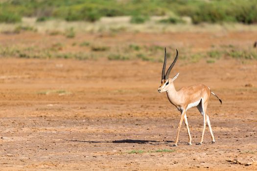 A Grant Gazelle in the savannah of Kenya