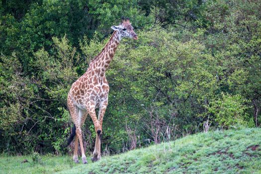 The giraffe is running among the trees and bushes