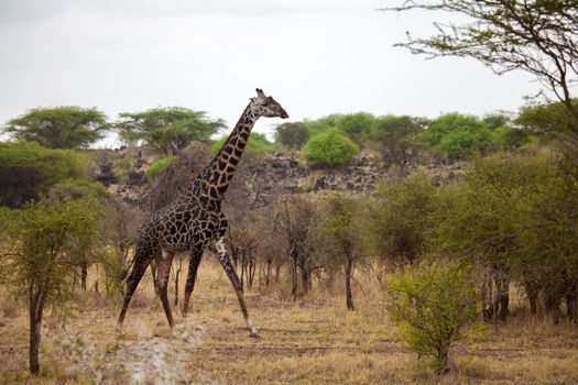 Giraffe is walking between the bush, on safari in Kenya