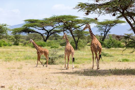 A several giraffes are walking through the grassland