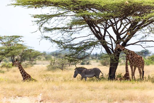 The Giraffes and a gravy zebra under the crown of a shady tree