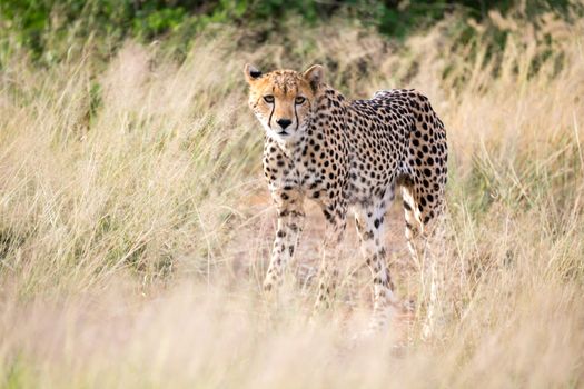 The cheetah walks in the high grass of the savannah looking for something to eat