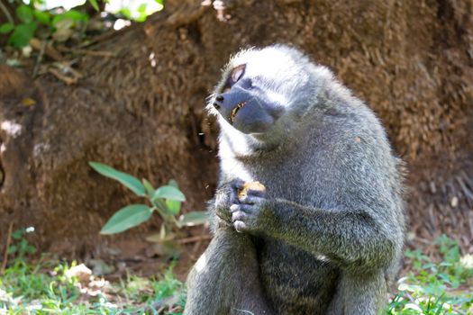 One baboon has found a fruit and eats it