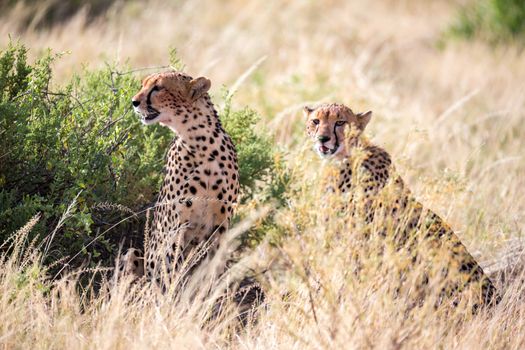 The cheetahs eating in the middle of the grass