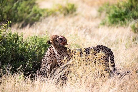 The cheetahs brush each other after the meal