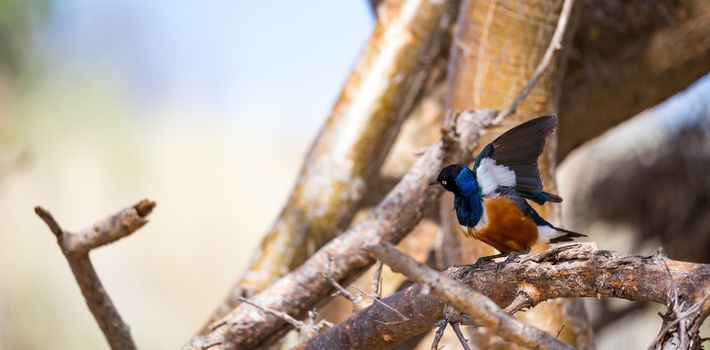 Very colorul native birds sit on branches