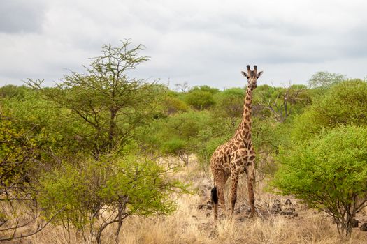 Game drive in Kenya, giraffe is watching and standing