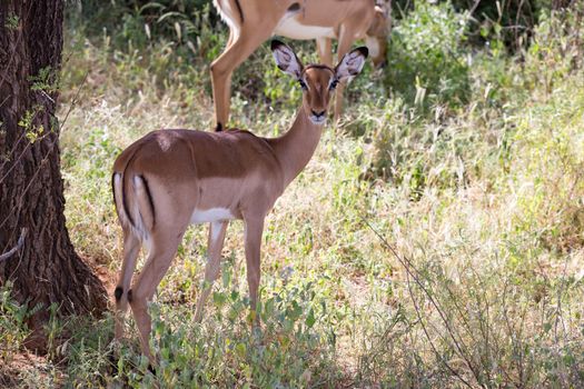 A native species of antelope in the meadow