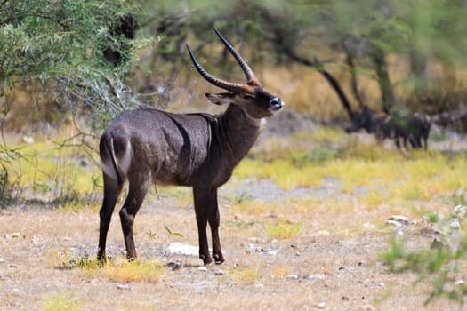 An antelope in the middle of the savannah of Kenya