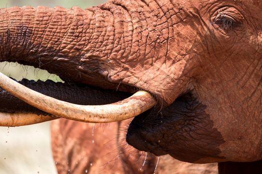 A face of a red elephant in close-up