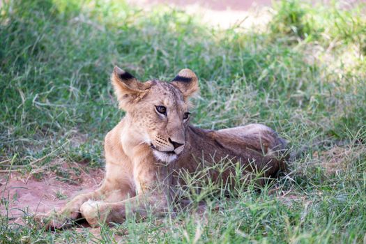 The lions rest in the grass of the savanna